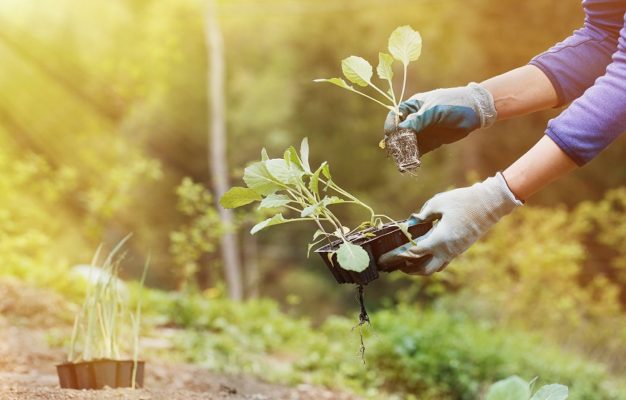 Precautions to Take While Planting