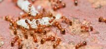 Against Ants in Arizona
