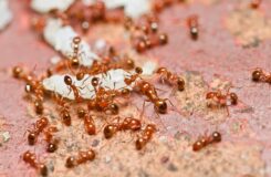 Against Ants in Arizona
