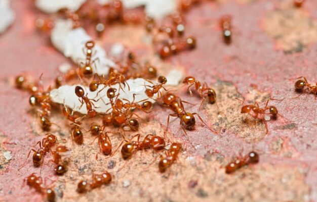 Against Ants in Arizona