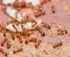 Against Ants in Arizona