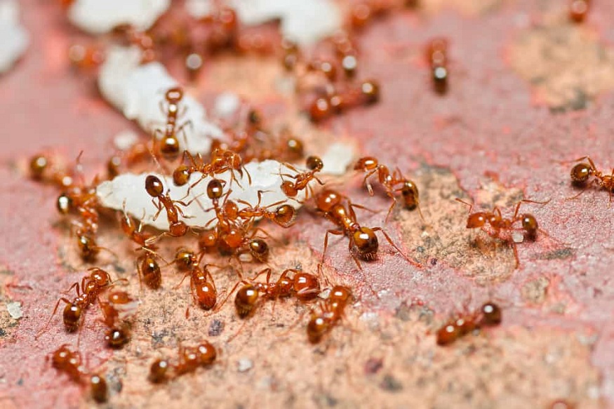 Against Ants in Arizona