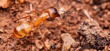 ant control in Phoenix