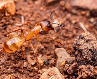 ant control in Phoenix