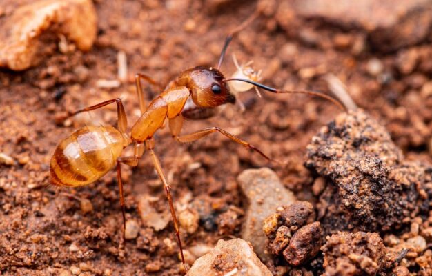 ant control in Phoenix