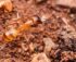 ant control in Phoenix