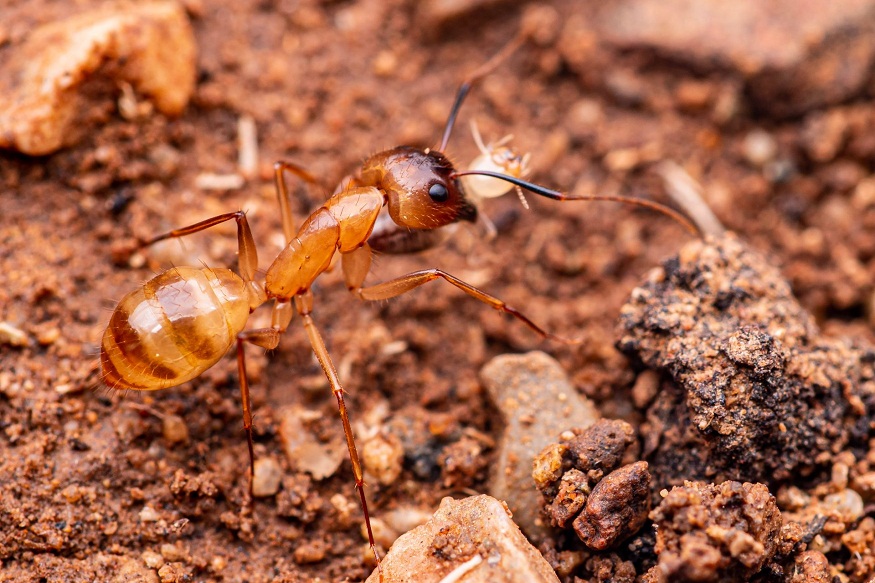 ant control in Phoenix