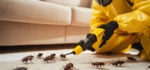 Get rid of pests fast in Kent