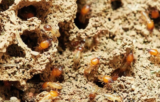 Romney Pest Control