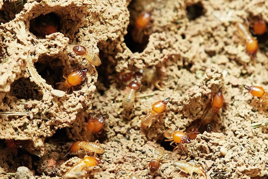 Romney Pest Control
